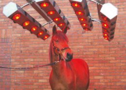 Solarium für Pferde