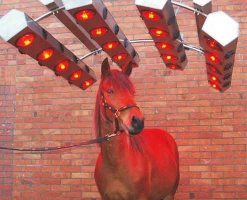 Solarium für Pferde